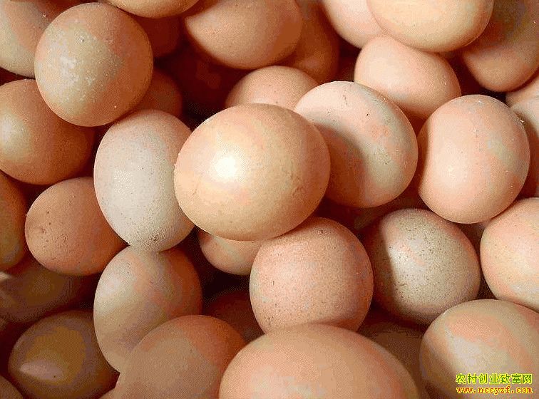 肇東雞蛋價(jià)格最新動(dòng)態(tài)，跟隨自然腳步，重拾內(nèi)心寧?kù)o與平和的探索之旅