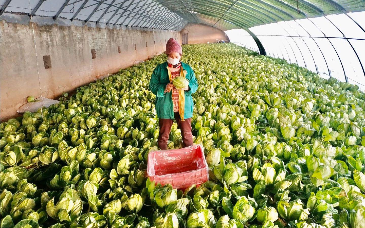 最新特菜品種，家的溫馨故事探索與發(fā)現(xiàn)