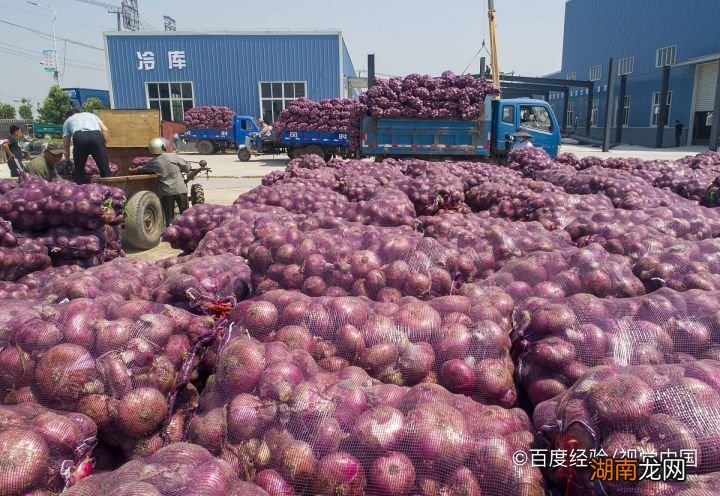 邯鄲洋蔥價格最新動態(tài)及行情報告????