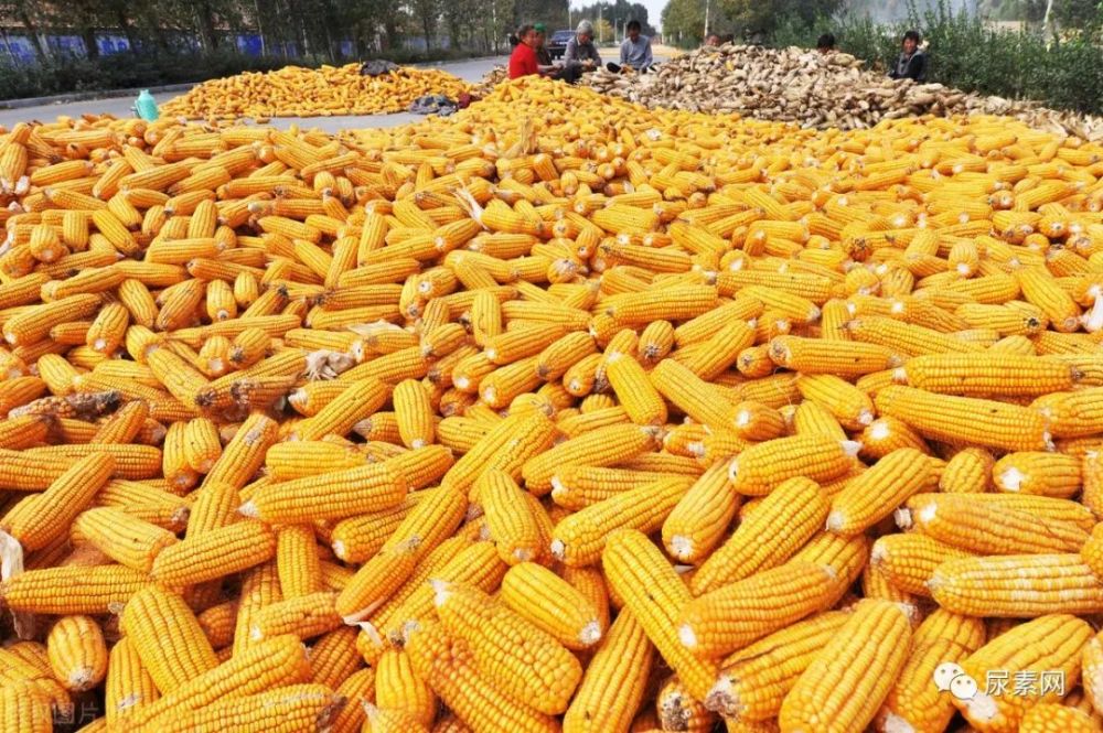 河北邯鄲玉米最新價(jià)格及指南