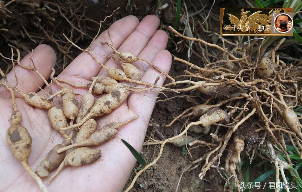 麥冬最新價格行情動態(tài)更新