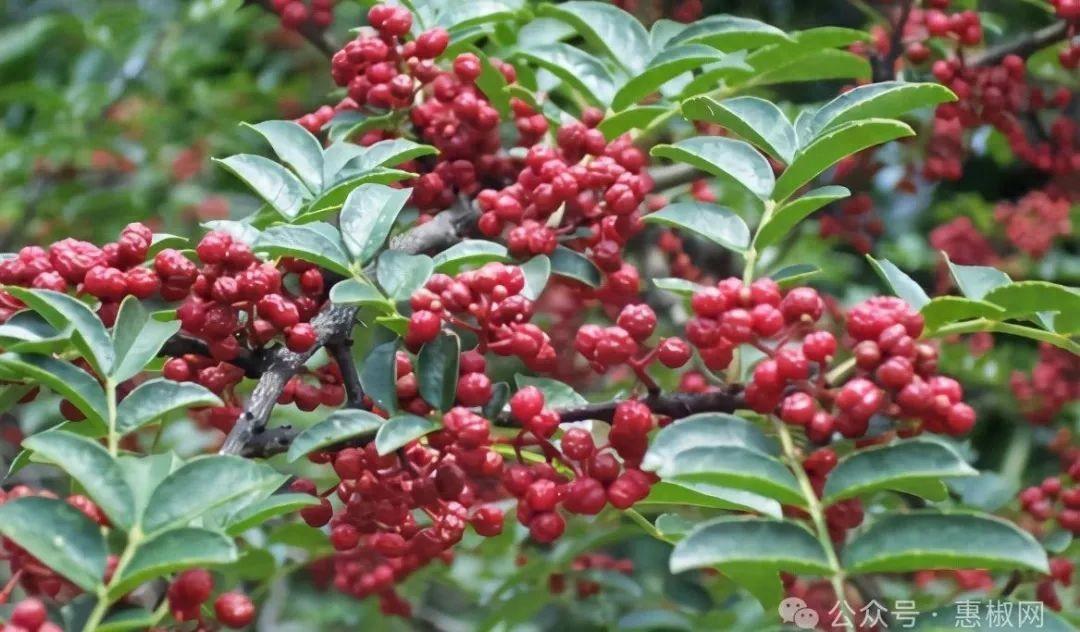 花椒價(jià)格最新行情2024，科技引領(lǐng)，椒香走向未來