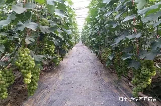 探索自然美景之旅，最新葡萄大棚種植模式揭秘
