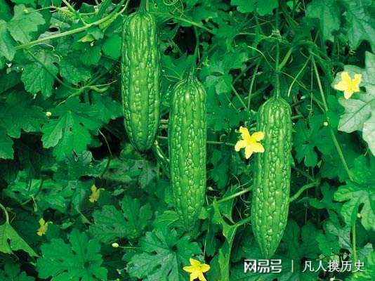 苦瓜最新網(wǎng)站，探索自然美景，尋找內(nèi)心寧靜的輕松之旅