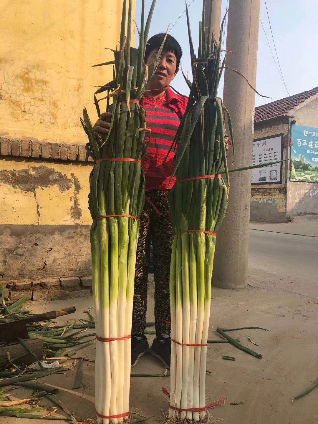 保定大蔥近期價(jià)格走勢(shì)，機(jī)遇與挑戰(zhàn)中的勵(lì)志力量