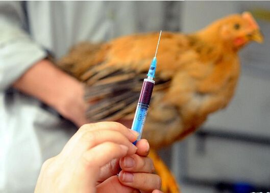 病情最新圖片獲取與分析指南，圖片獲取及分析步驟詳解