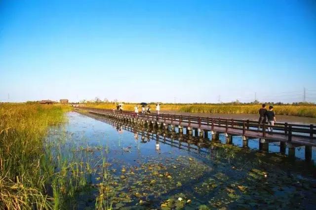 東景濕地公園最新動態(tài)與日常趣事分享