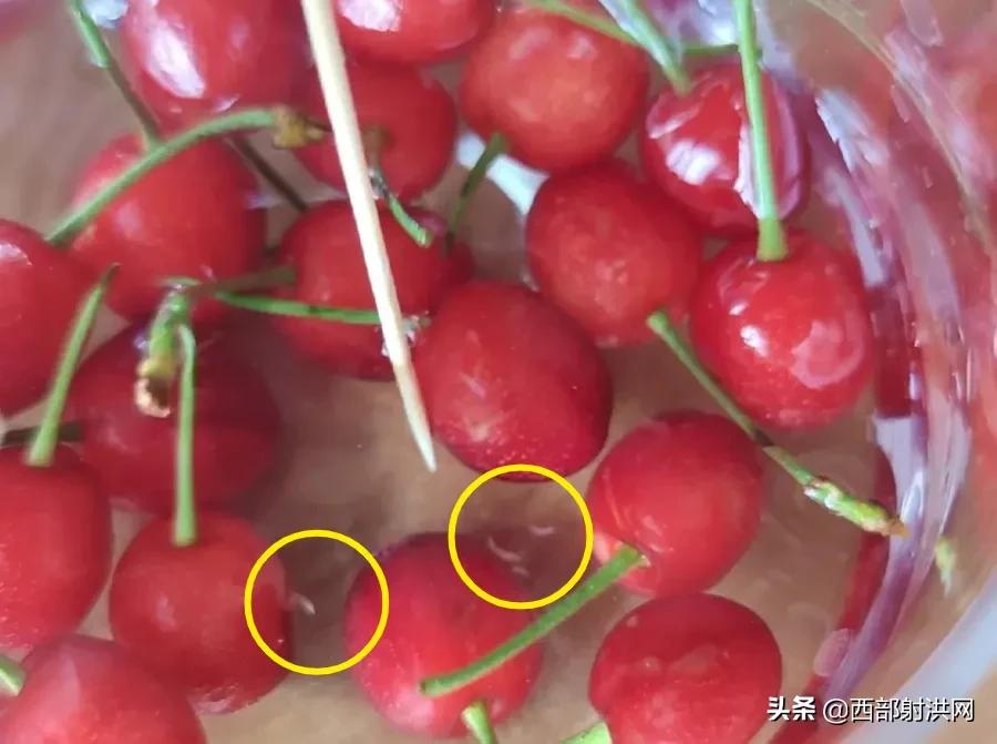 射洪上市公司，小巷深處的獨特風味揭秘