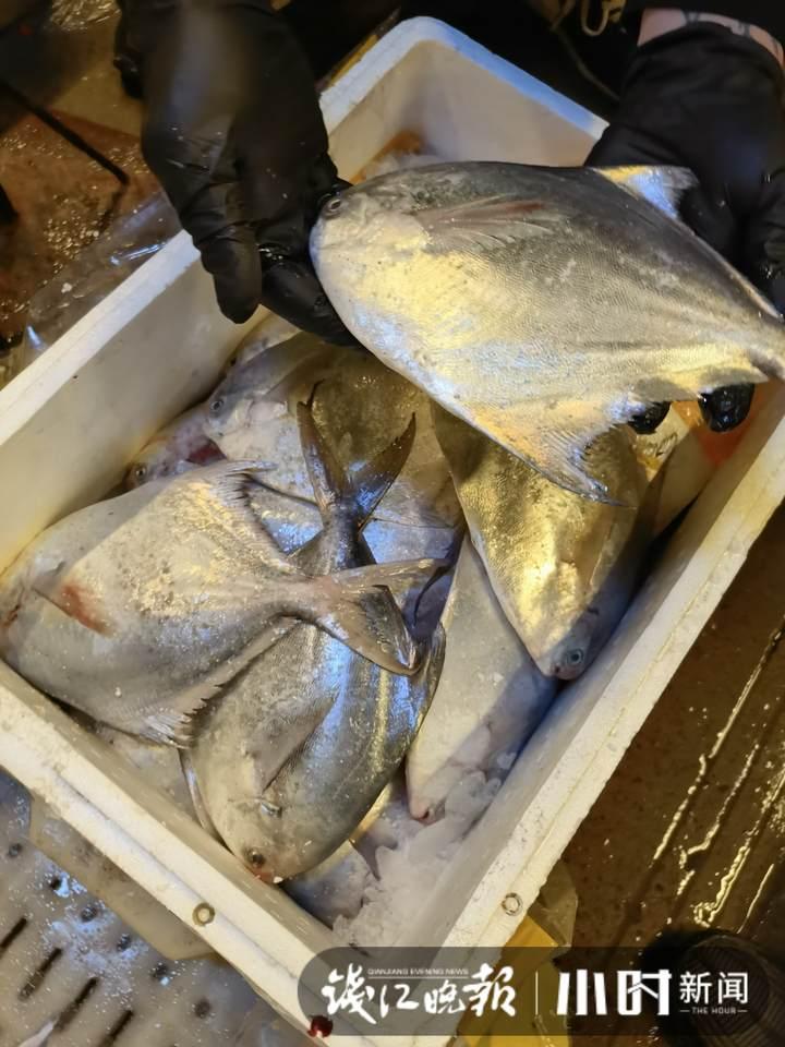 帶魚行情，一場(chǎng)海鮮盛宴的溫馨之旅
