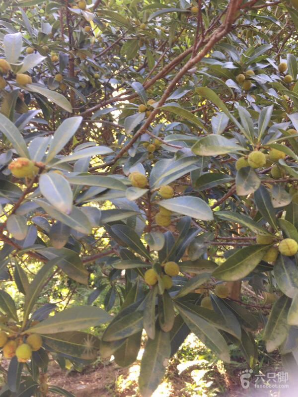 橫河大山搬遷最新動(dòng)態(tài)，力量重塑與未來(lái)希望