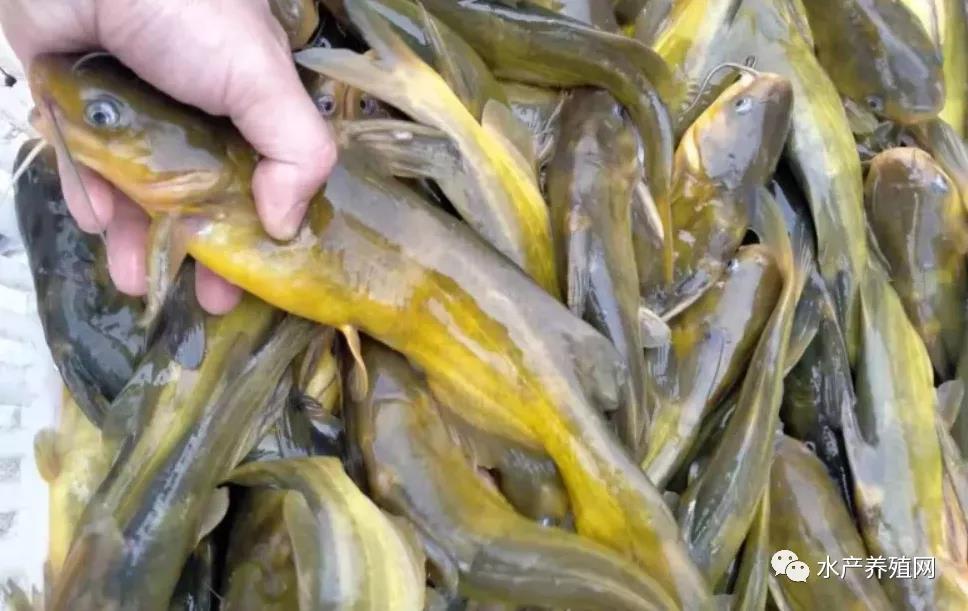 鮰魚價格變遷背后的故事，行情變化中的自信與成就感探尋