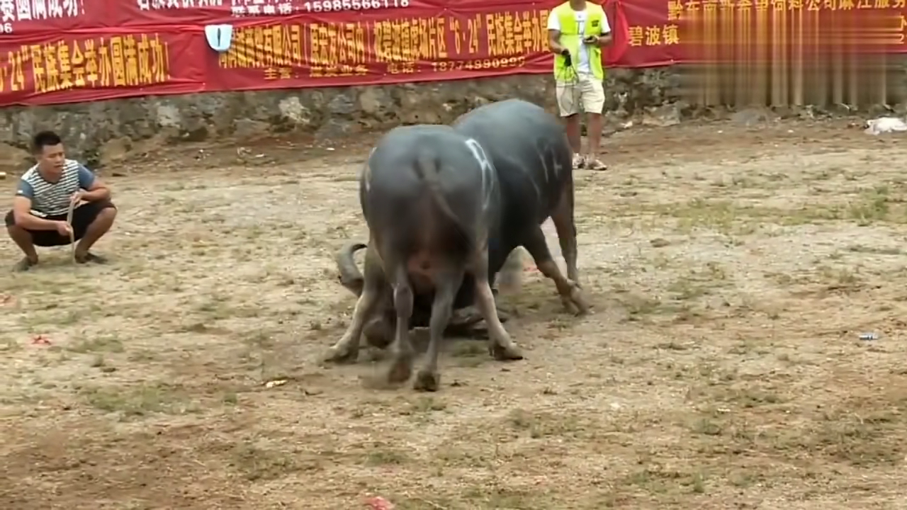 貴州斗牛傳奇篇章，回顧2017年斗牛比賽的精彩瞬間
