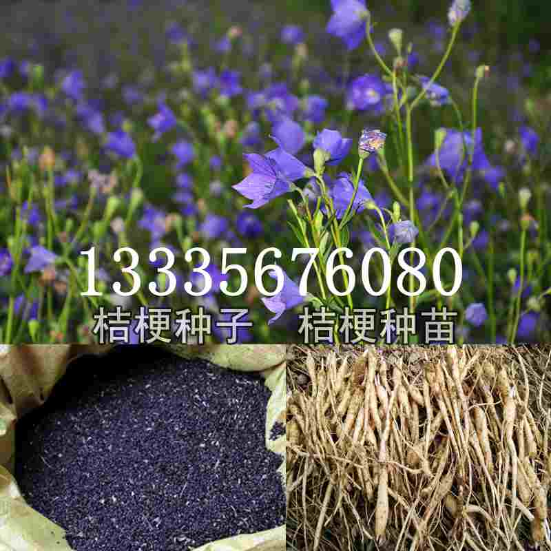 桔梗種子價格揭秘，成長旅程與自信綻放之路