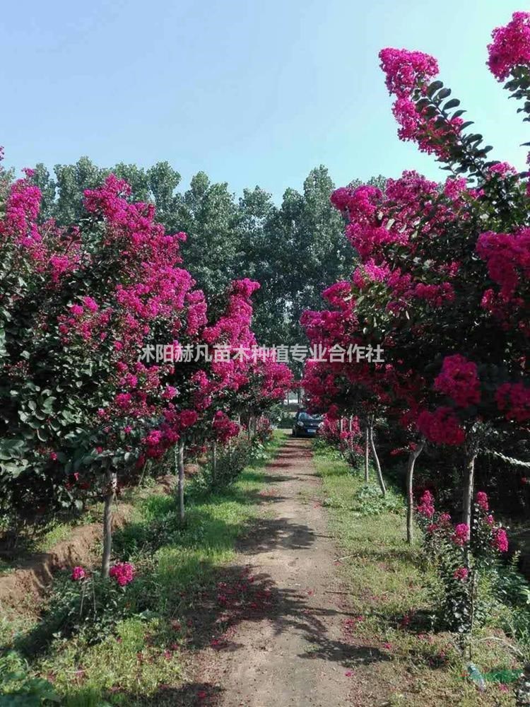 速生紫薇最新報(bào)價(jià)，開(kāi)啟自然美景的旅行邀請(qǐng)