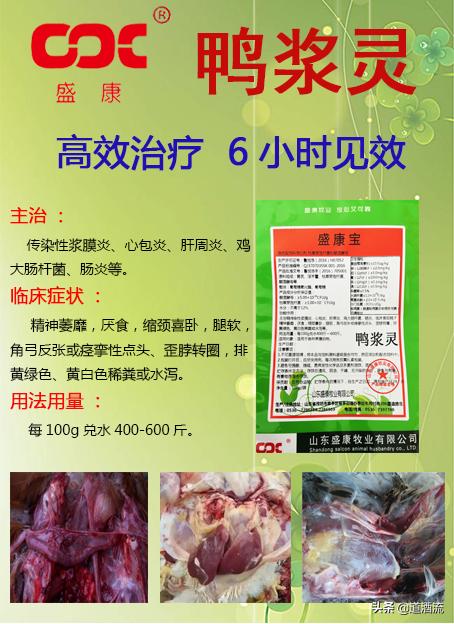現(xiàn)在鴨苗行情詳解，選購、養(yǎng)殖與盈利的全方位指南