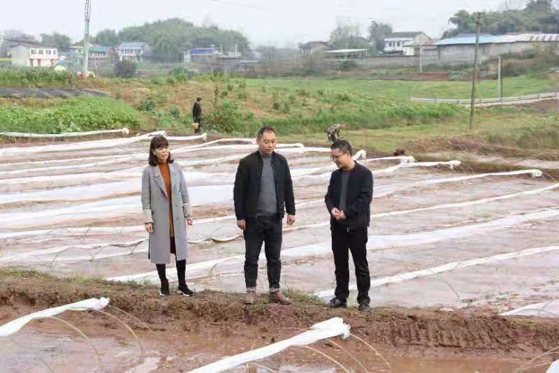 合川土場最新動態(tài)更新，今日最新資訊速遞