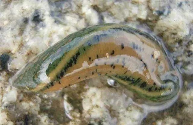 石斑魚(yú)孵化技術(shù)革新詳解，從入門(mén)到精通的孵化指南