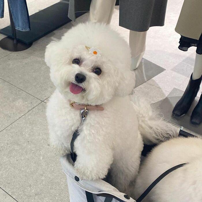 小巷中的寵物奇緣，比熊犬的價(jià)格探秘
