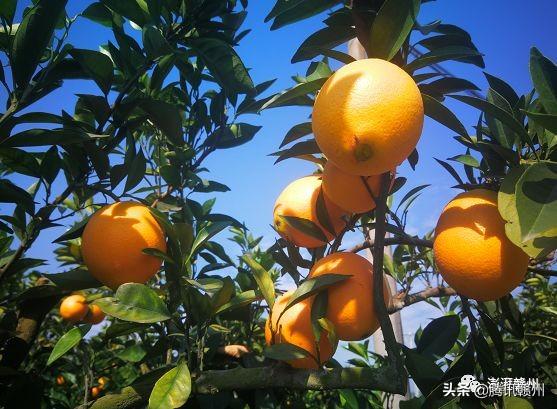 贛州上市公司，閃耀未來(lái)，共創(chuàng)繁榮時(shí)代！