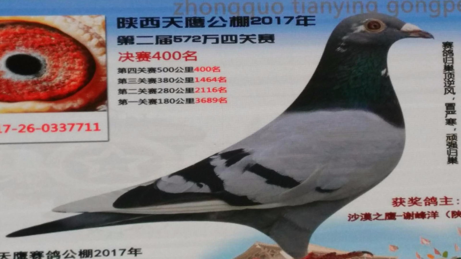 天鷹公棚歷程回顧，最新消息鑄就輝煌篇章
