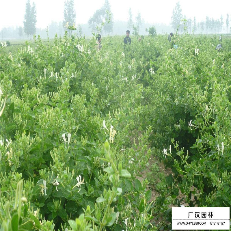 金銀花最新行情與機(jī)遇，價(jià)格變動(dòng)中的自信與成就感之源