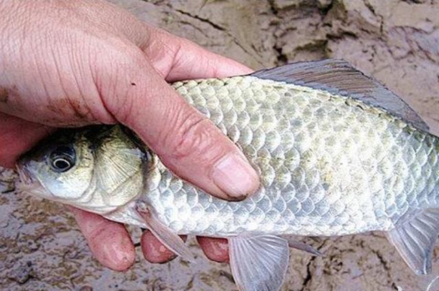 高科技智能魚探設(shè)備引領(lǐng)海洋探索新時代，最新魚訊速遞