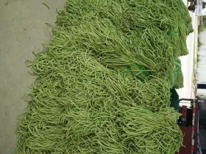 合浦豆角最新價格指南，獲取與比較豆角價格的方法及最新價格更新通知