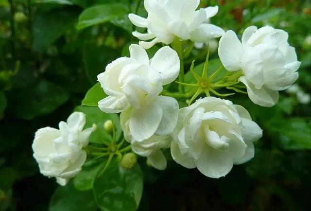 花香滿園最新章節(jié)獲取攻略，輕松閱讀新書章節(jié)的步驟