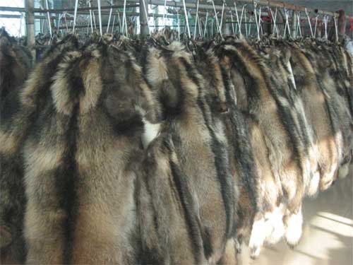 貉皮最新價格行情動態(tài)更新