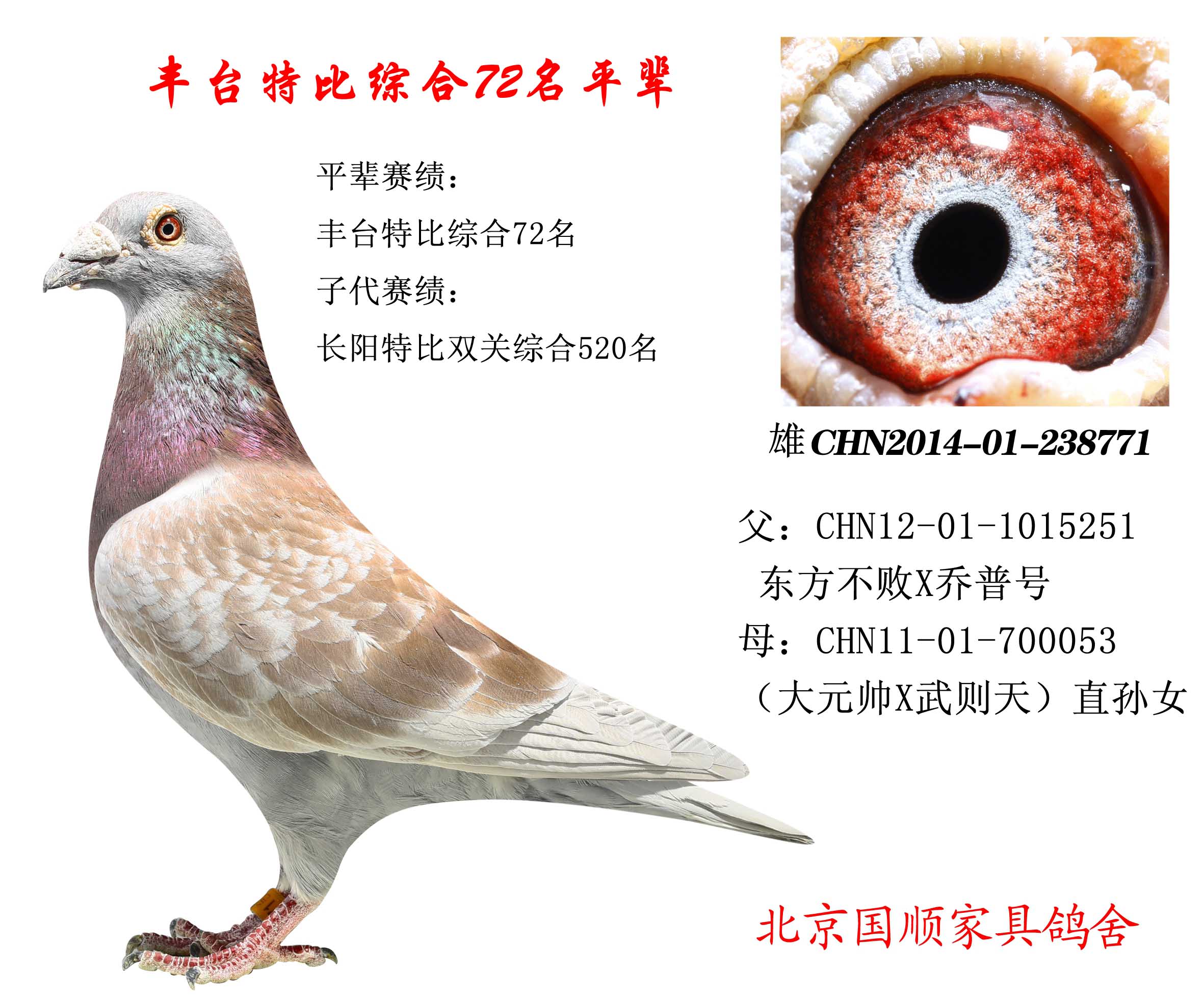 豐臺信鴿最新賽事指南，參賽步驟與賽事概覽