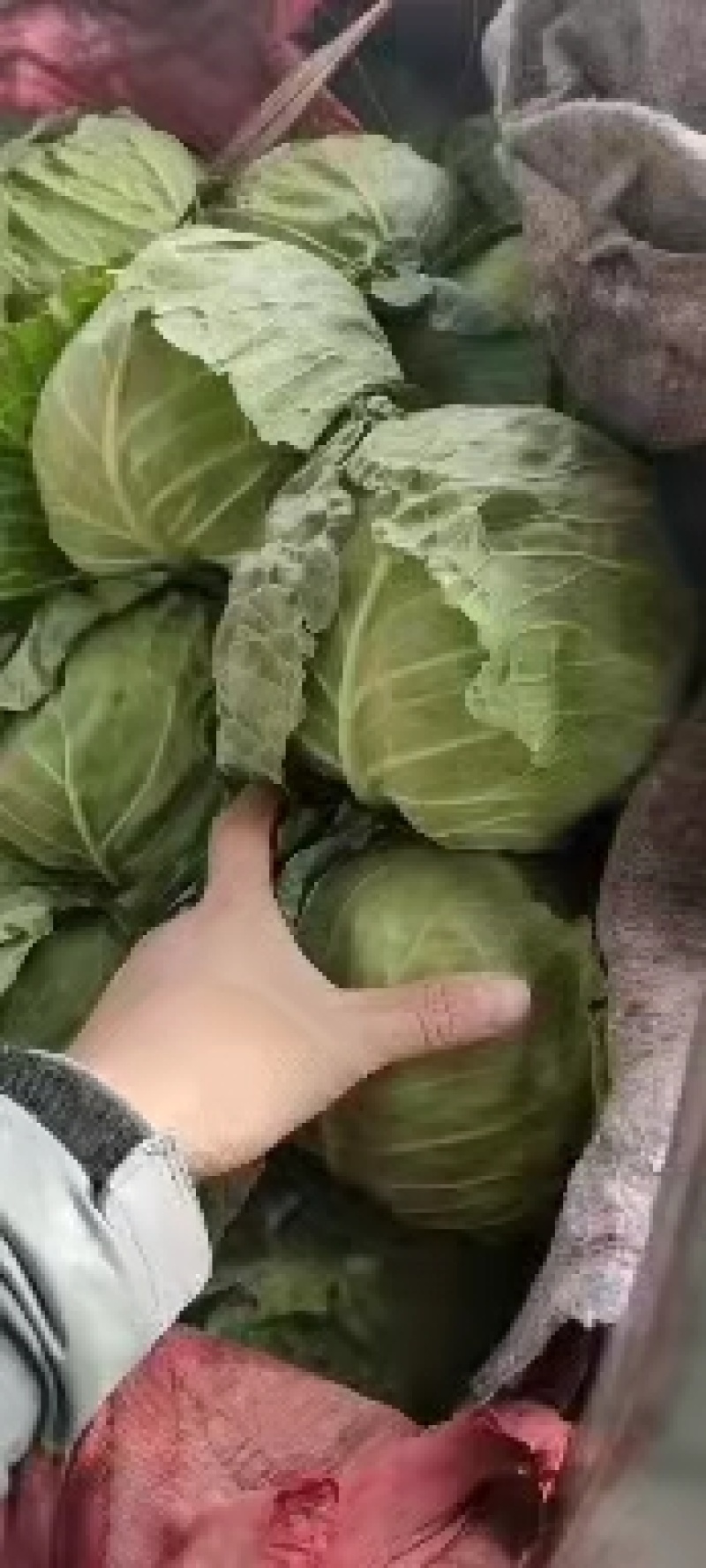 永年甘藍(lán)最新價(jià)格及市場走勢、種植要點(diǎn)與購買指南全解析