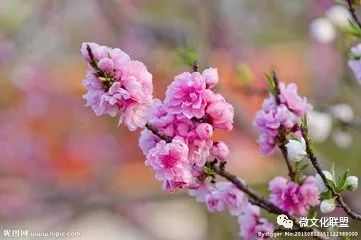 科技巔峰之作桃花開啟未來生活新紀元，最新章節(jié)預覽
