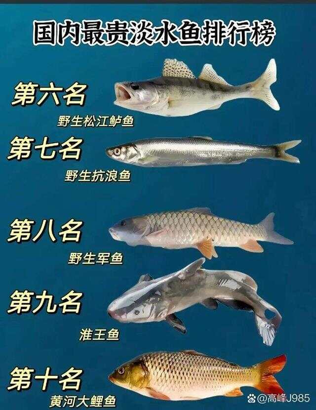 青魚國產(chǎn)最新論述，探索與解析