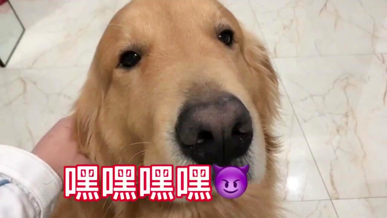 最新狗狗名字精選指南
