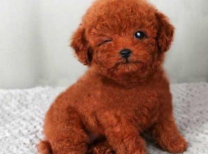 最新小鹿犬，趣事不斷，傳遞溫馨友誼與愛(ài)的小使者