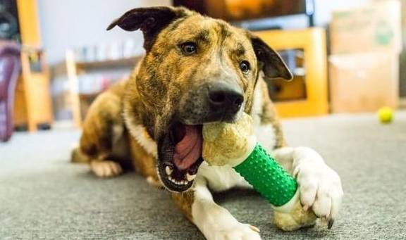 犬類智慧與人類勵志，最新狗狗新聞聚焦